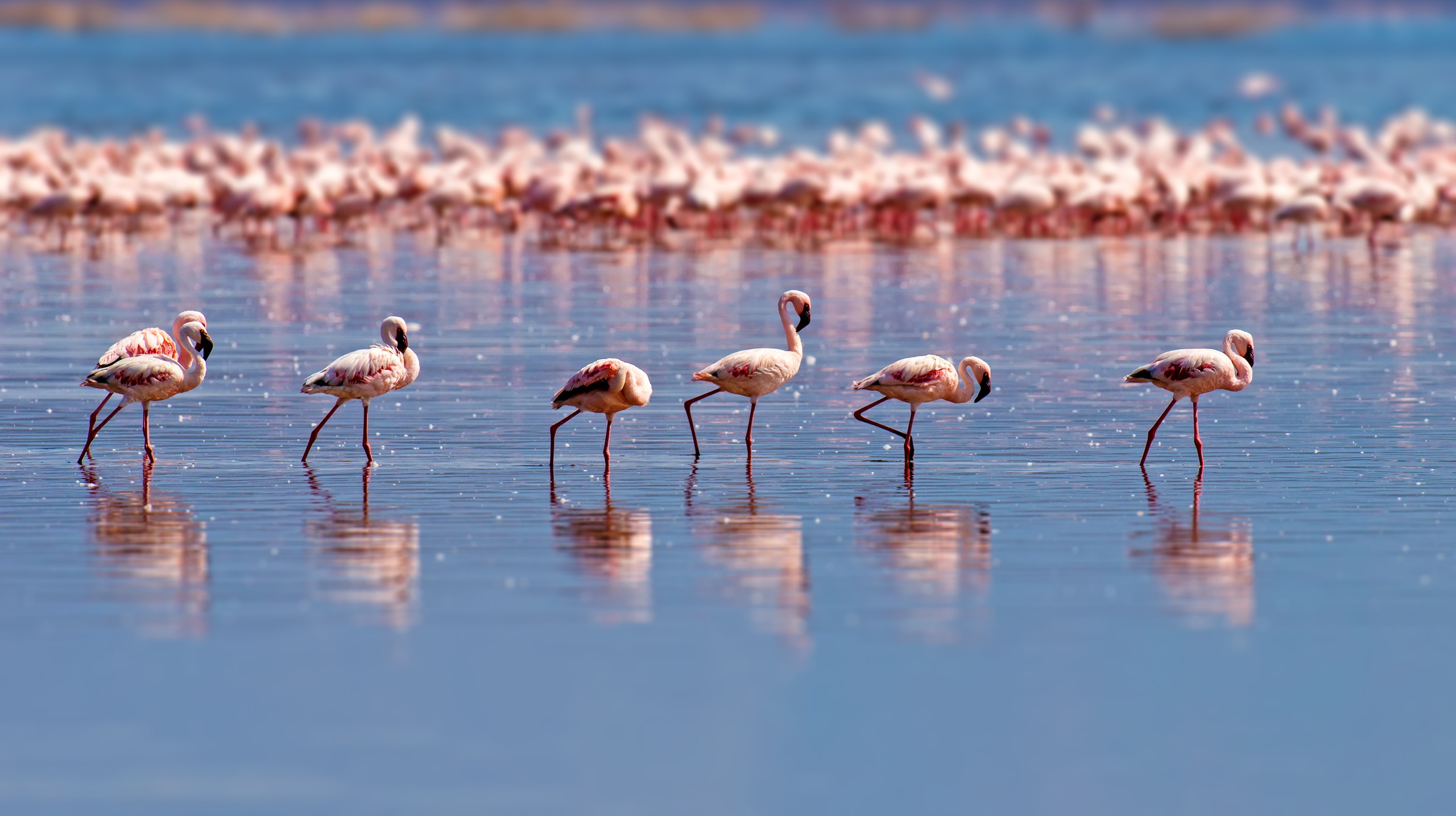 Flamingos in de Camargue