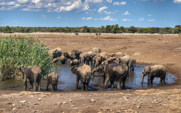 Waterpoel met olifanten die drinken