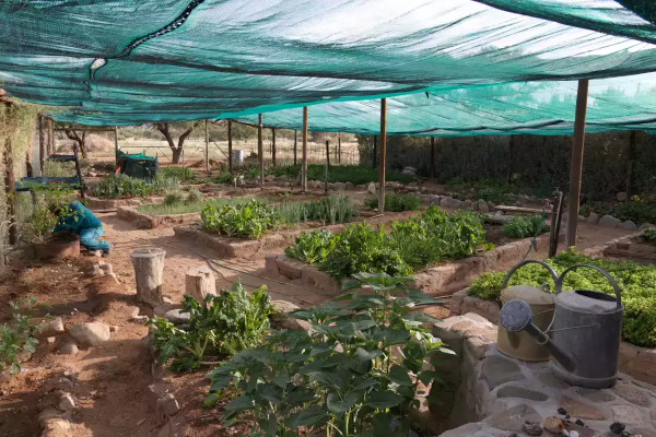 Moestuin bij Omandumba Guest Farm