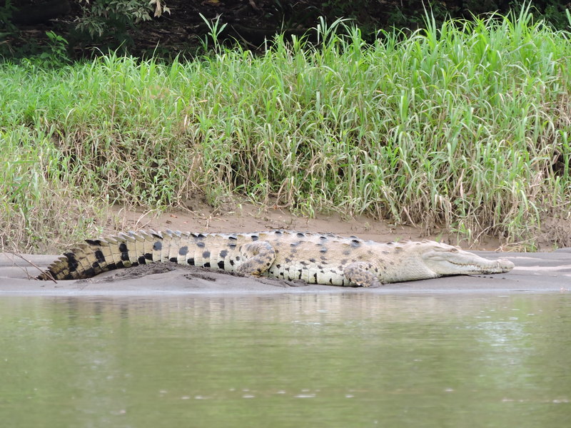 krokodil in San Carlos rivier bij Maquenque