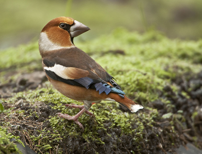 appelvink