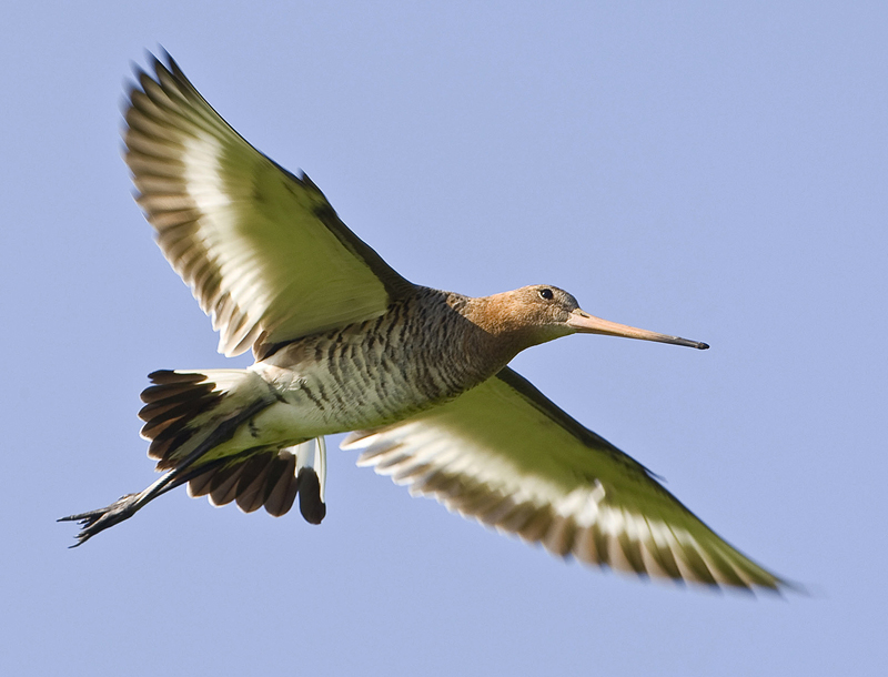 Vogels herkennen - Grutto