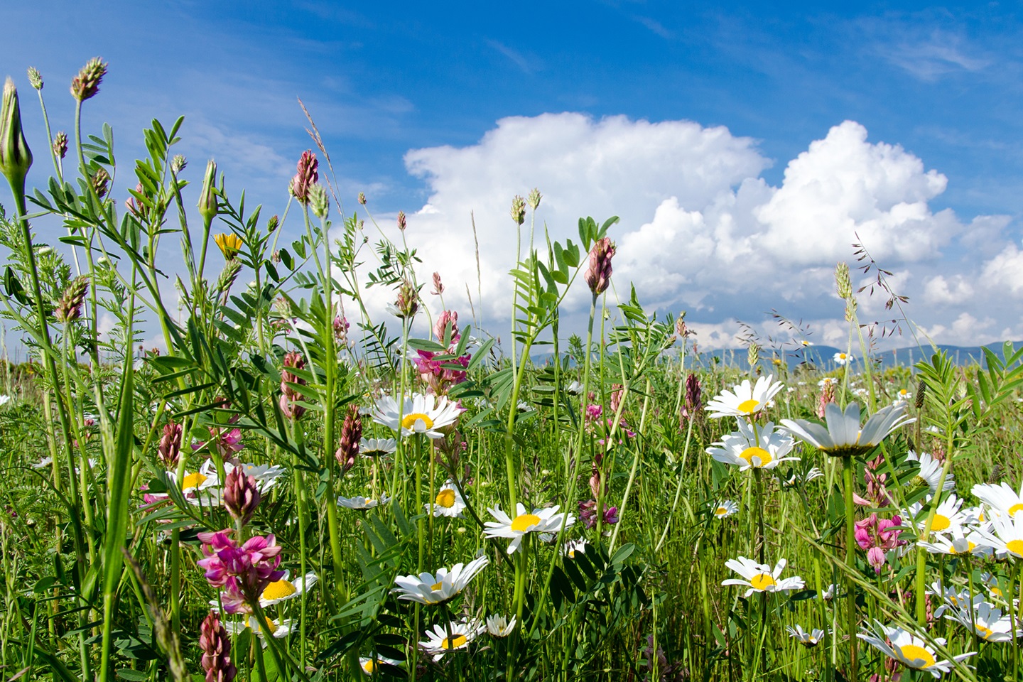 Bestemmingen SNP Natuurreizen
