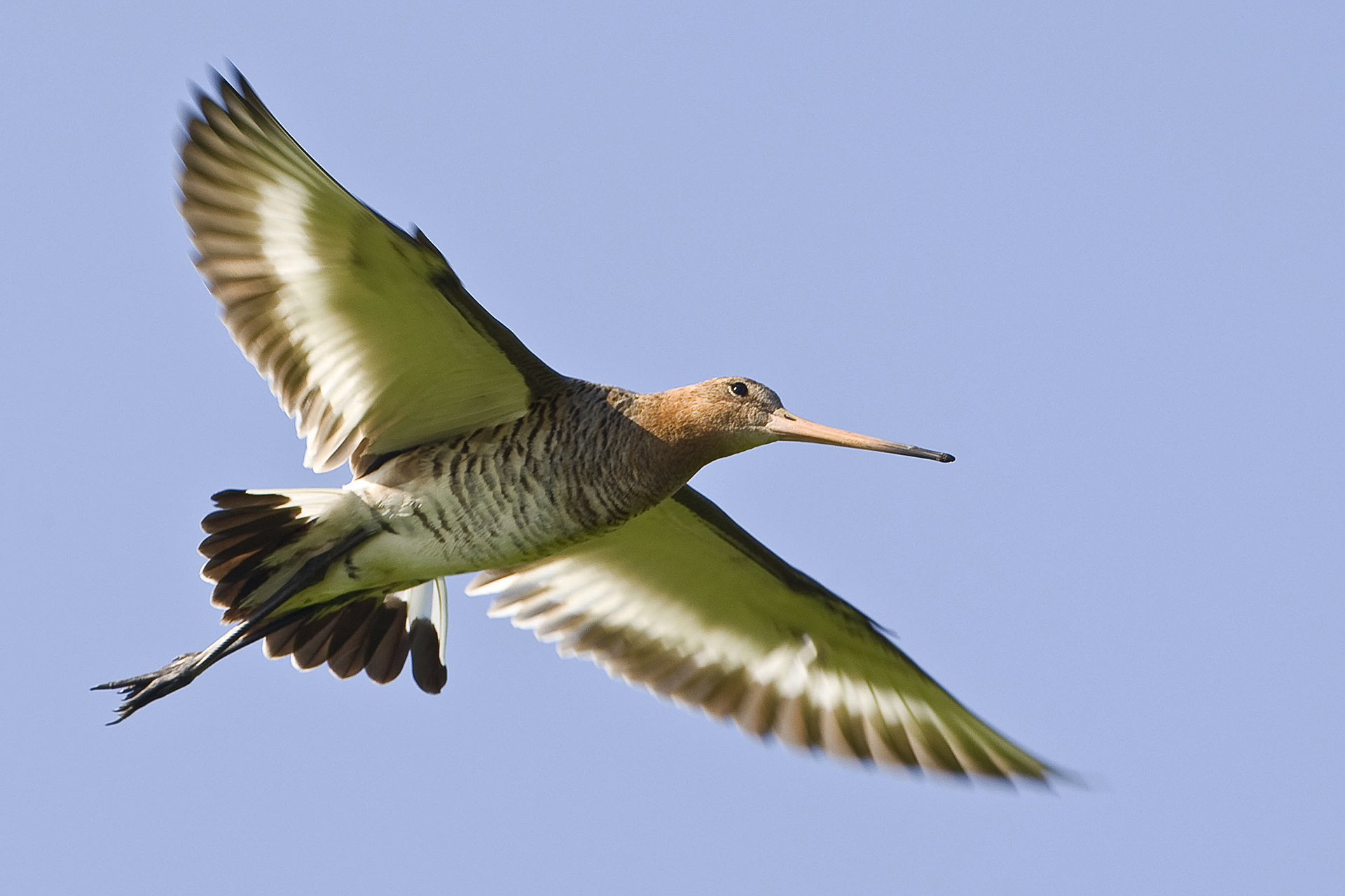 Grutto - Vogels herkennen (foto: Wim Smeets)