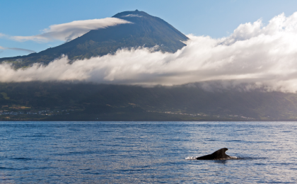 walvis voor pico eiland vulkaan