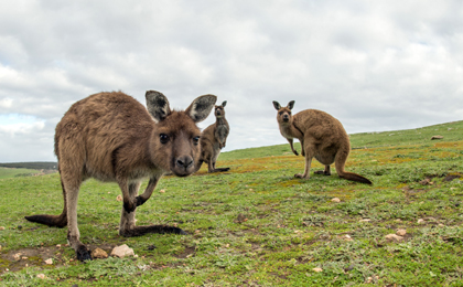 Australië kangoeroe