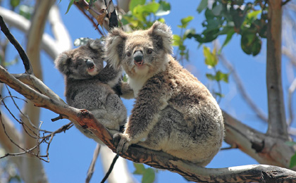 Australië koala