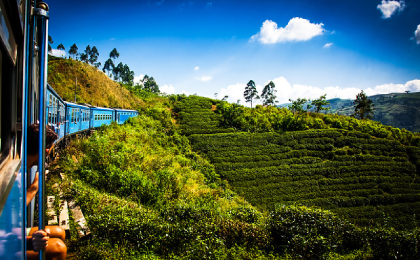 Sri Lanka Nuwara Eliya Theevelden