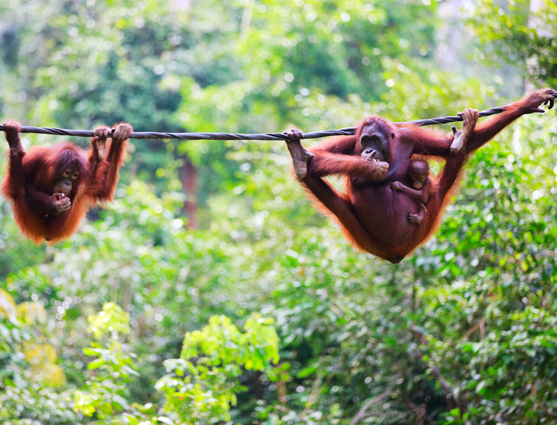 Borneo orang-oetans