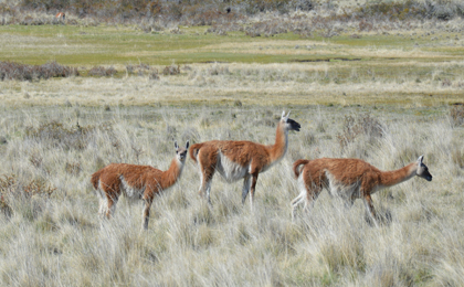 Carretera Austral