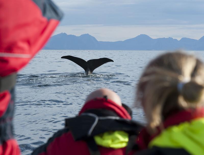 Noorwegen Lofoten orka