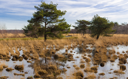 Mooiste fietsroutes Nederland- Grote peel fietsen