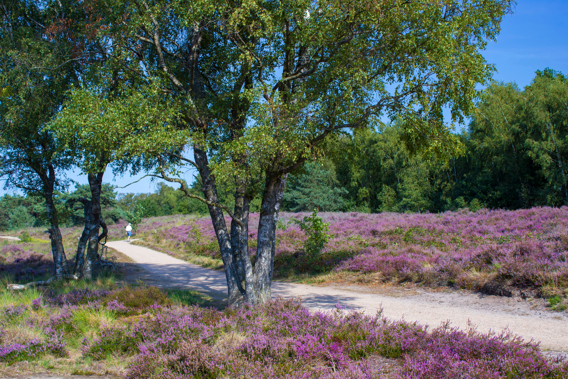 wandelen op de heide