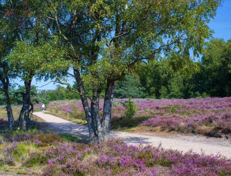 Wandelen in Nederland