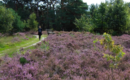 Dinkelpad en Twents landschap