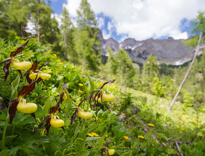 Oostenrijk Salzburgerland