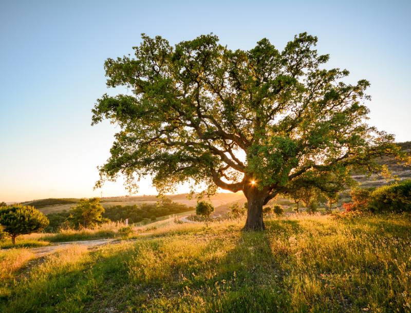 fietsvakantie Alentejo - header 800x610