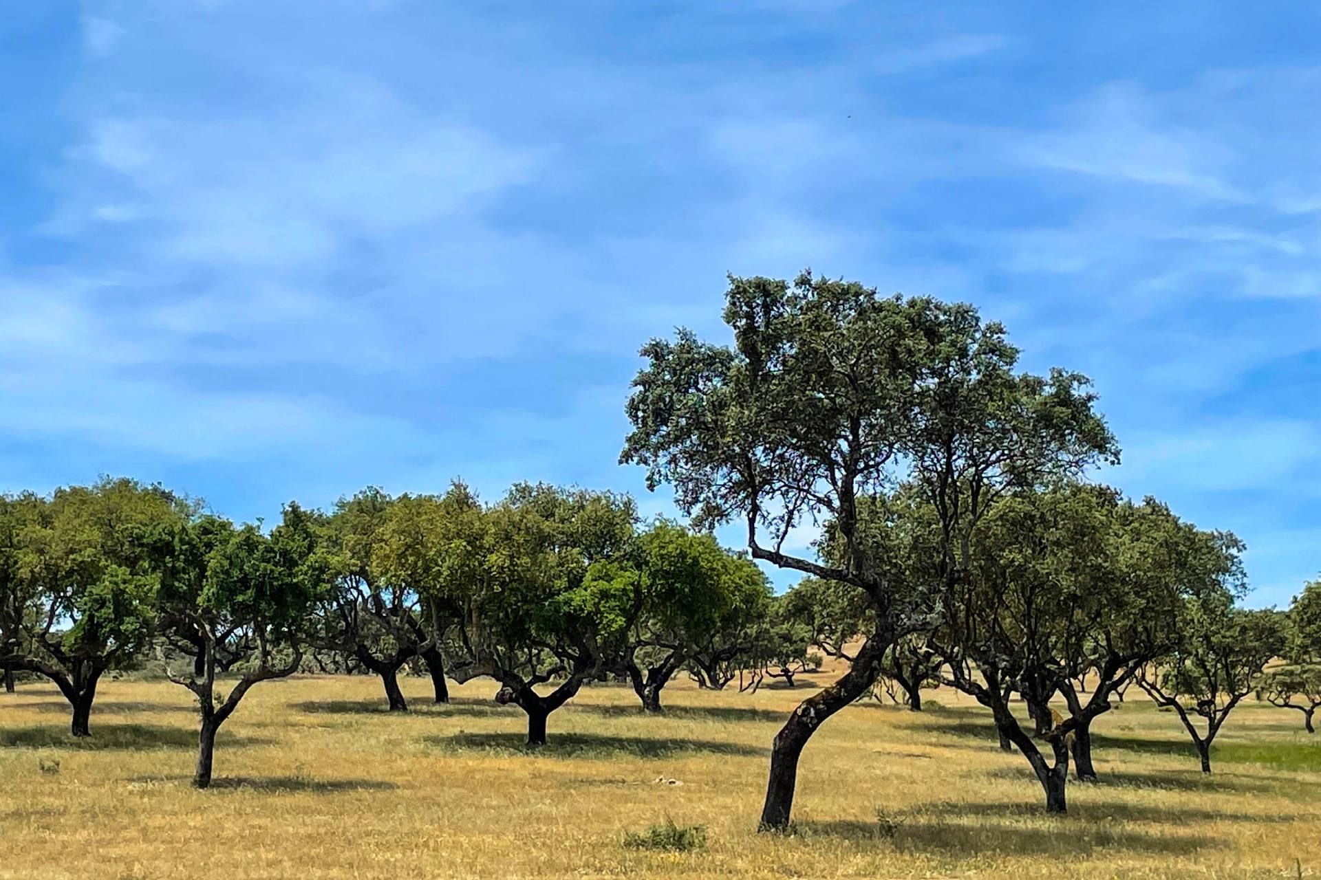 fietsvakantie alentejo-Estremoz kurkeiken