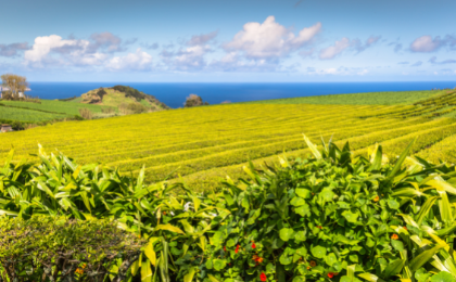 Theeplantage Sao Miguel