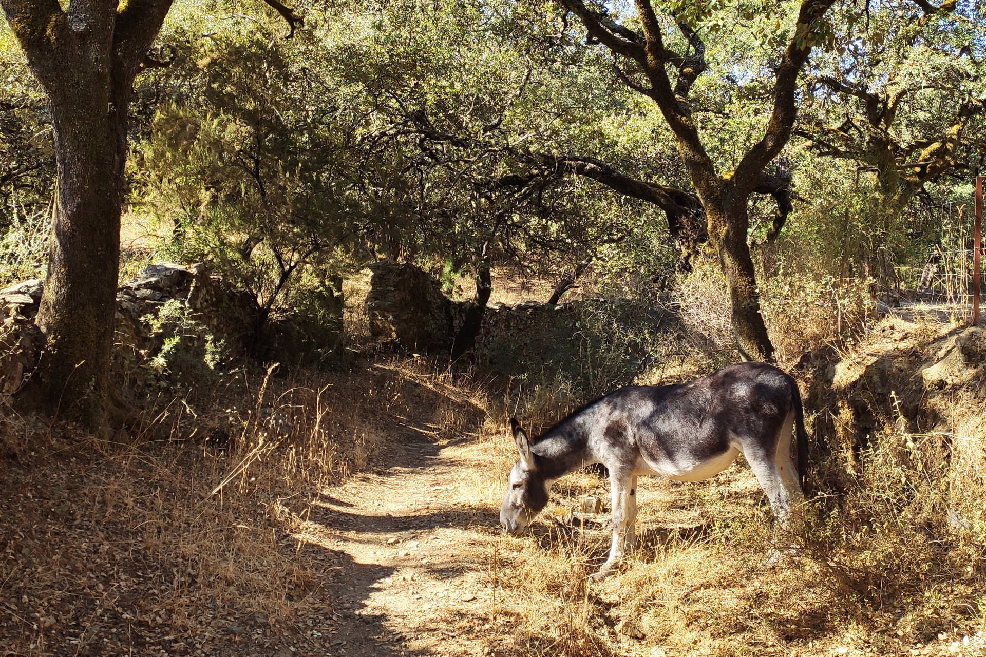 Ezel tussen de olijfbomen