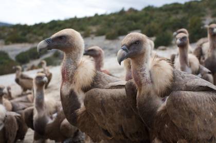 gieren in Sierra de Guara Spanje