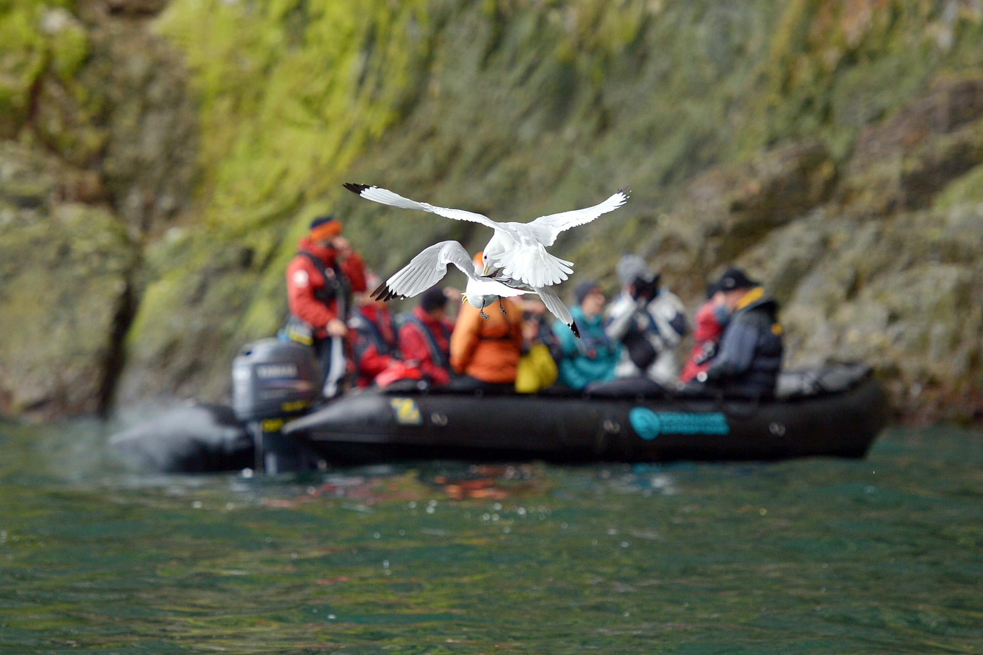 Spitsbergen vogelreis met Arjan Dwarshuis - Vogespotcast