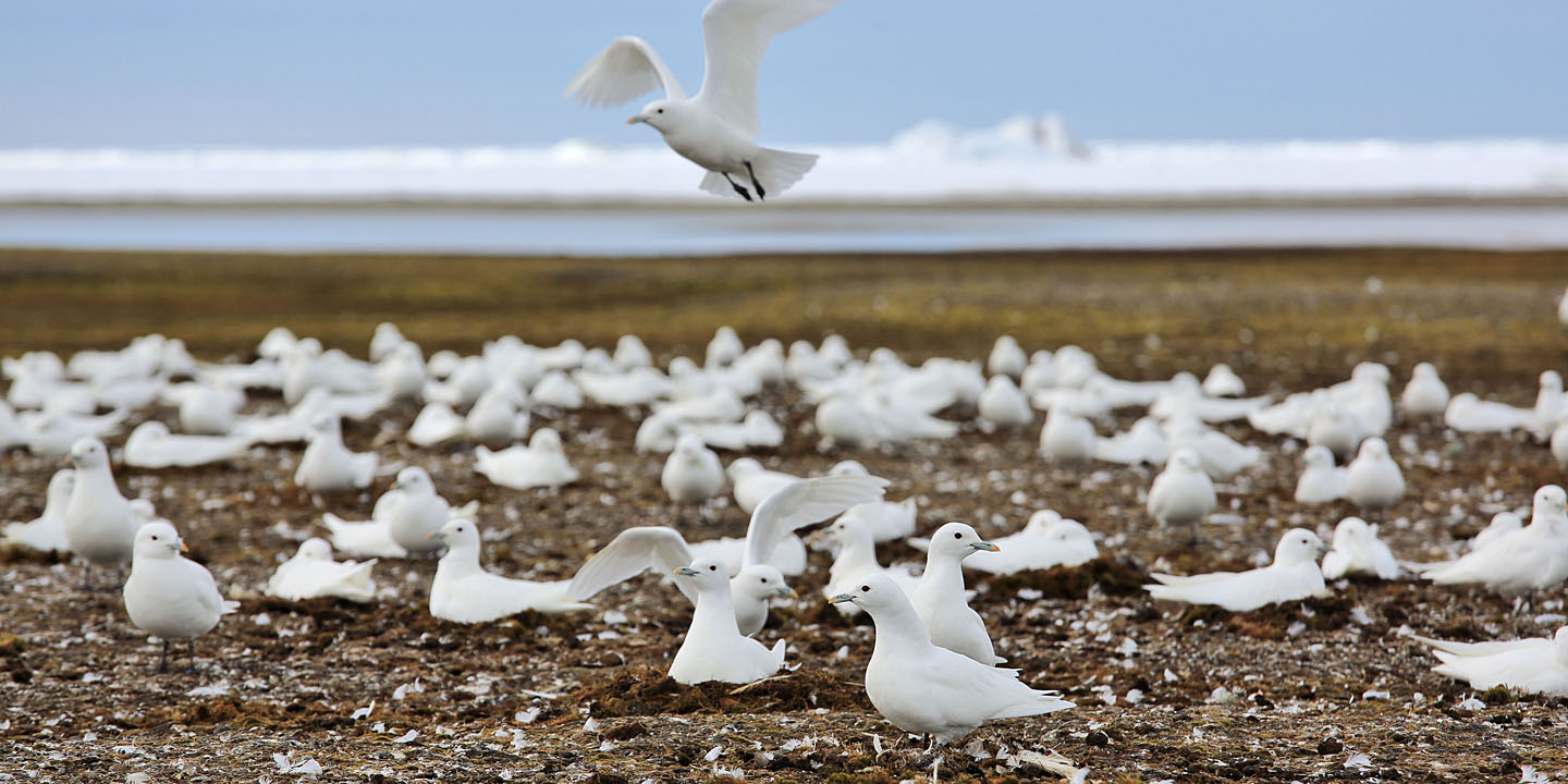 Ivoormeeuwen Vogelreis Spitsbergen Arjan Dwarshuis