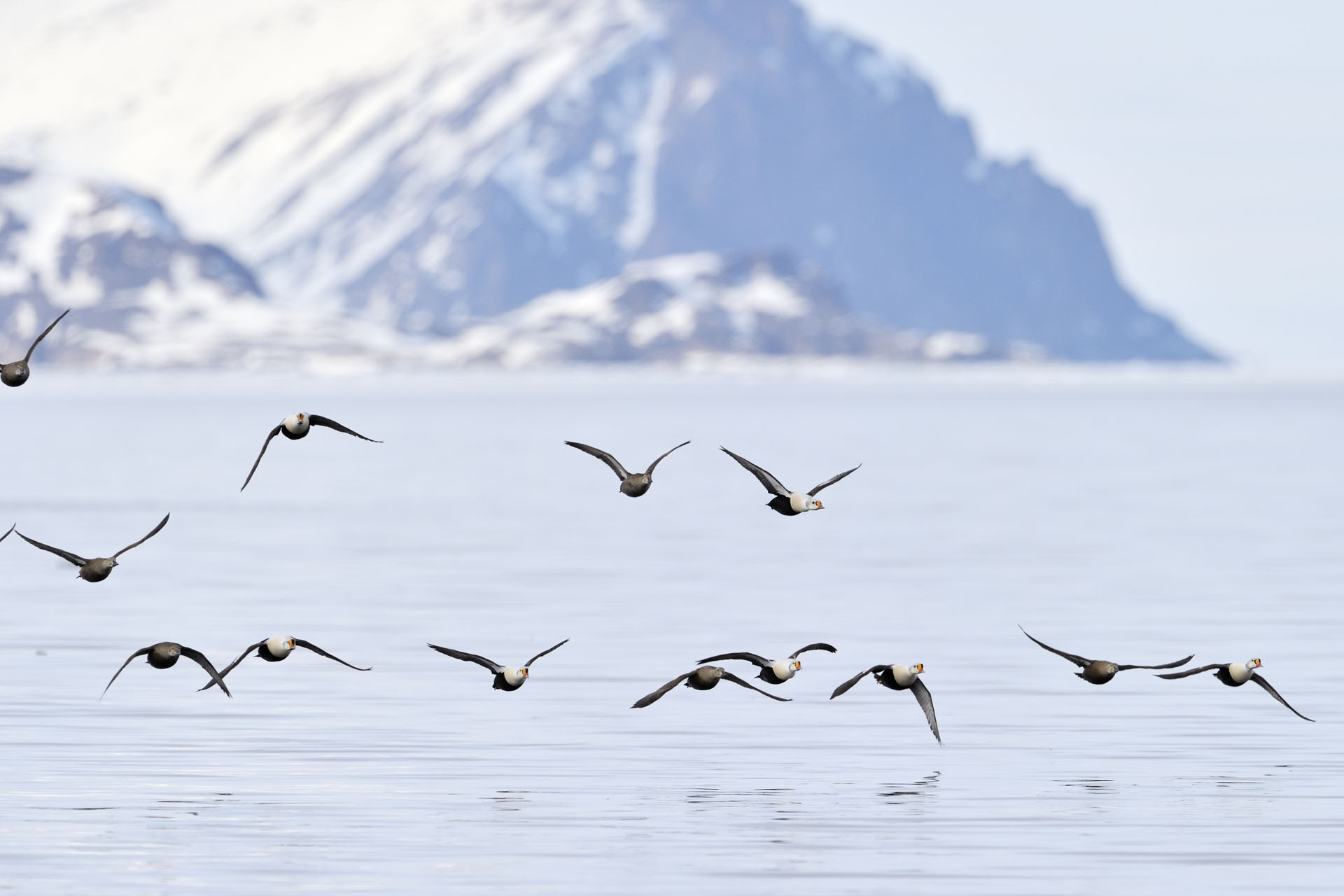 Koningseiders in vlucht Vogelreis Spitsbergen Arjan Dwarshuis