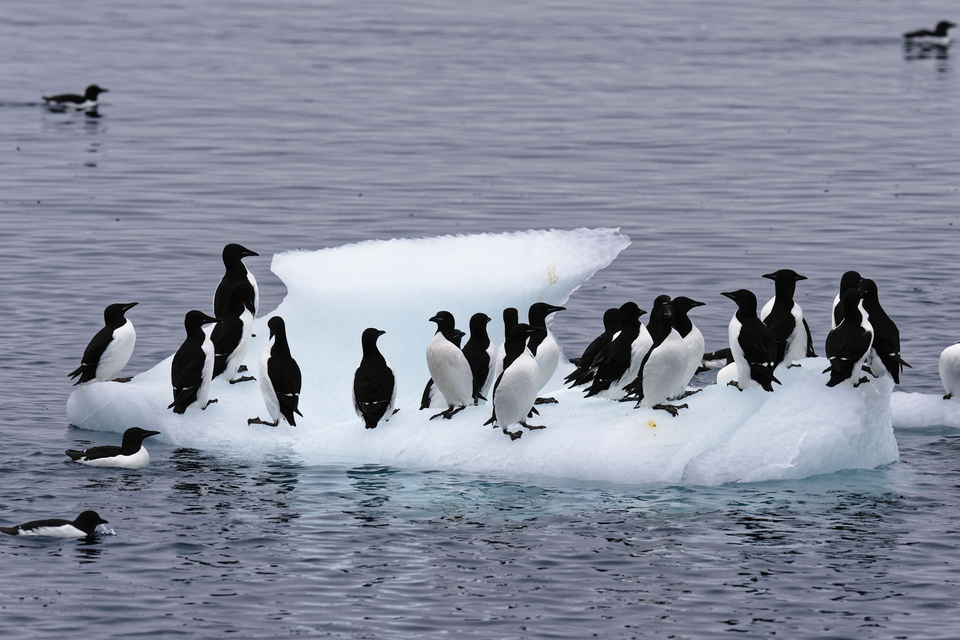 Kortbekzeekoeten Vogelreis Spitsbergen Arjan Dwarshuis