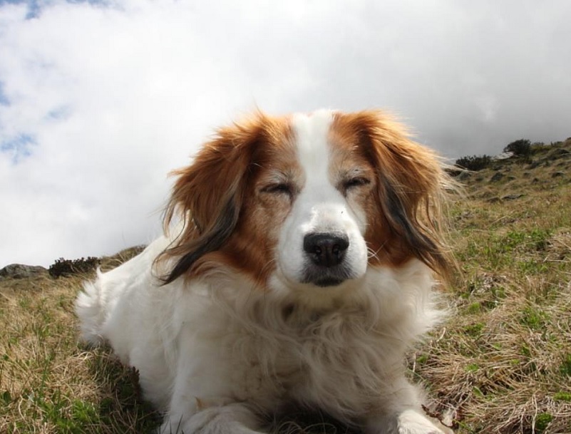 Wandelvakantie met hond 