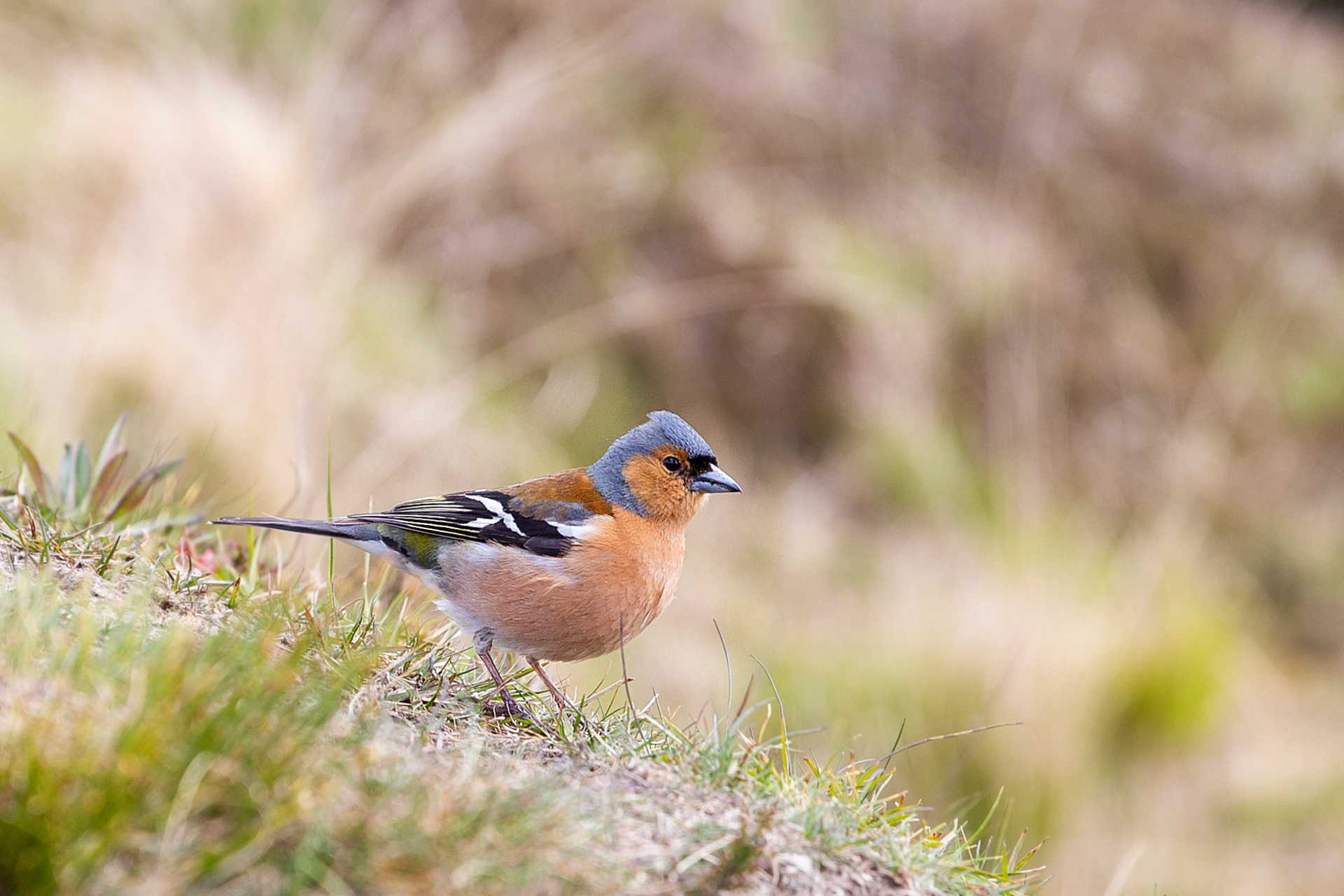 Vogeltje bij de West Highland Way