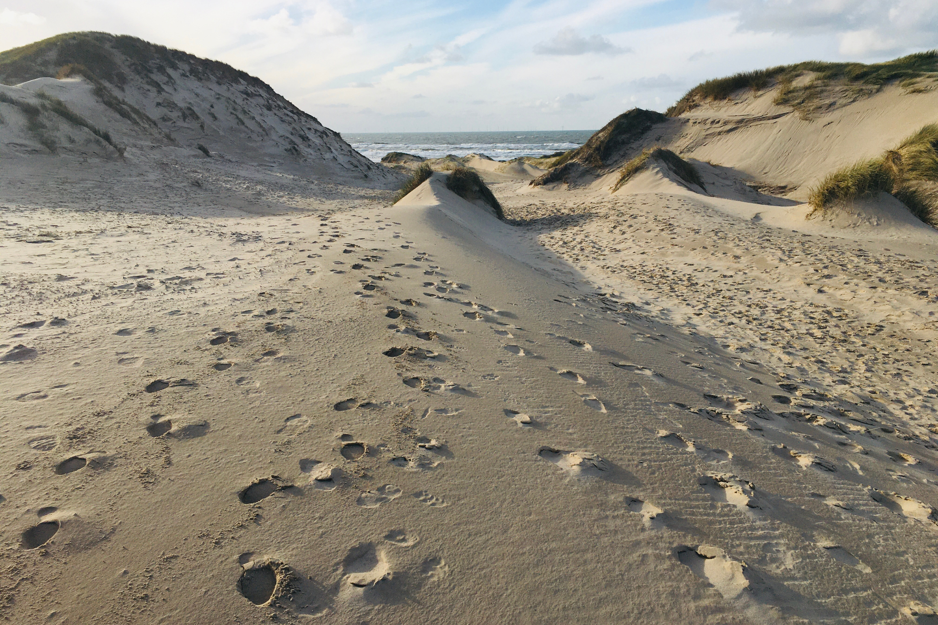 Duinen van Noord-Holland