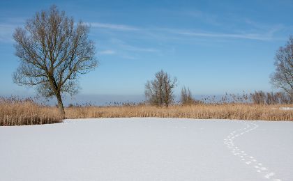 Oostvaardersplassen winter