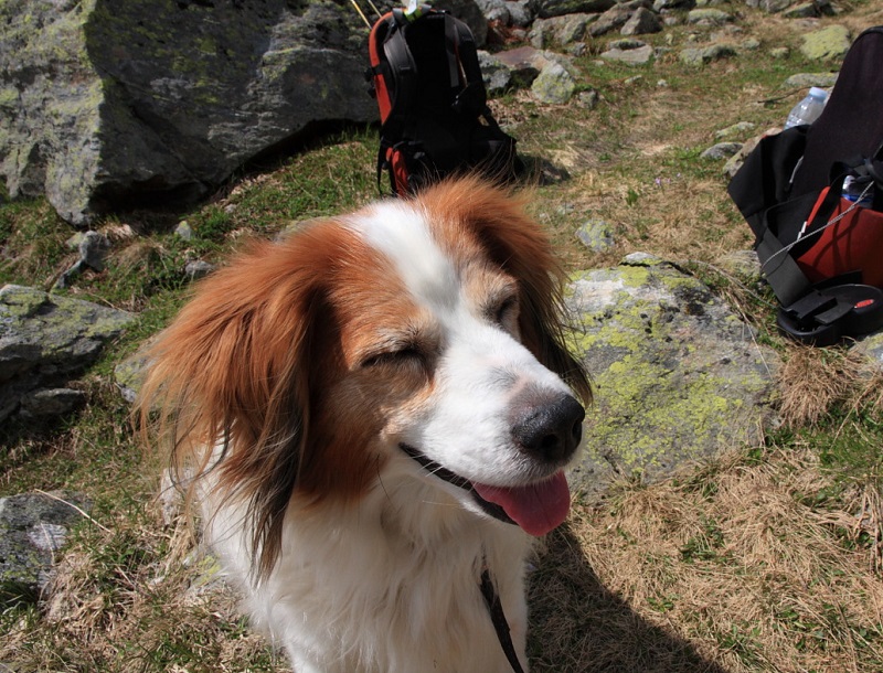 wandelvakantie met hond