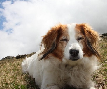 wandelvakantie met hond