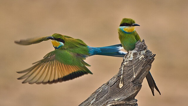 Kleine groene bijeneter