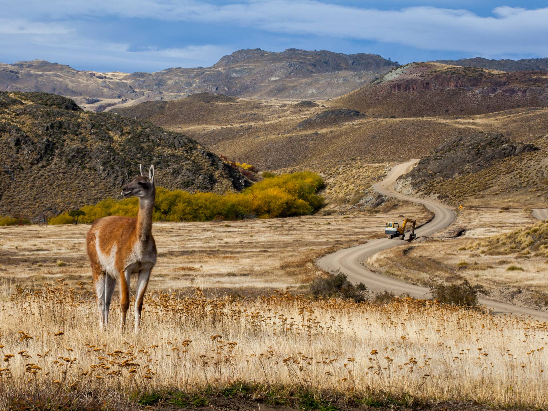 Chili - Carretera Austral guanaco