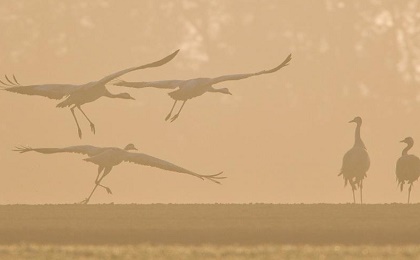 Vogels kijken met SNP