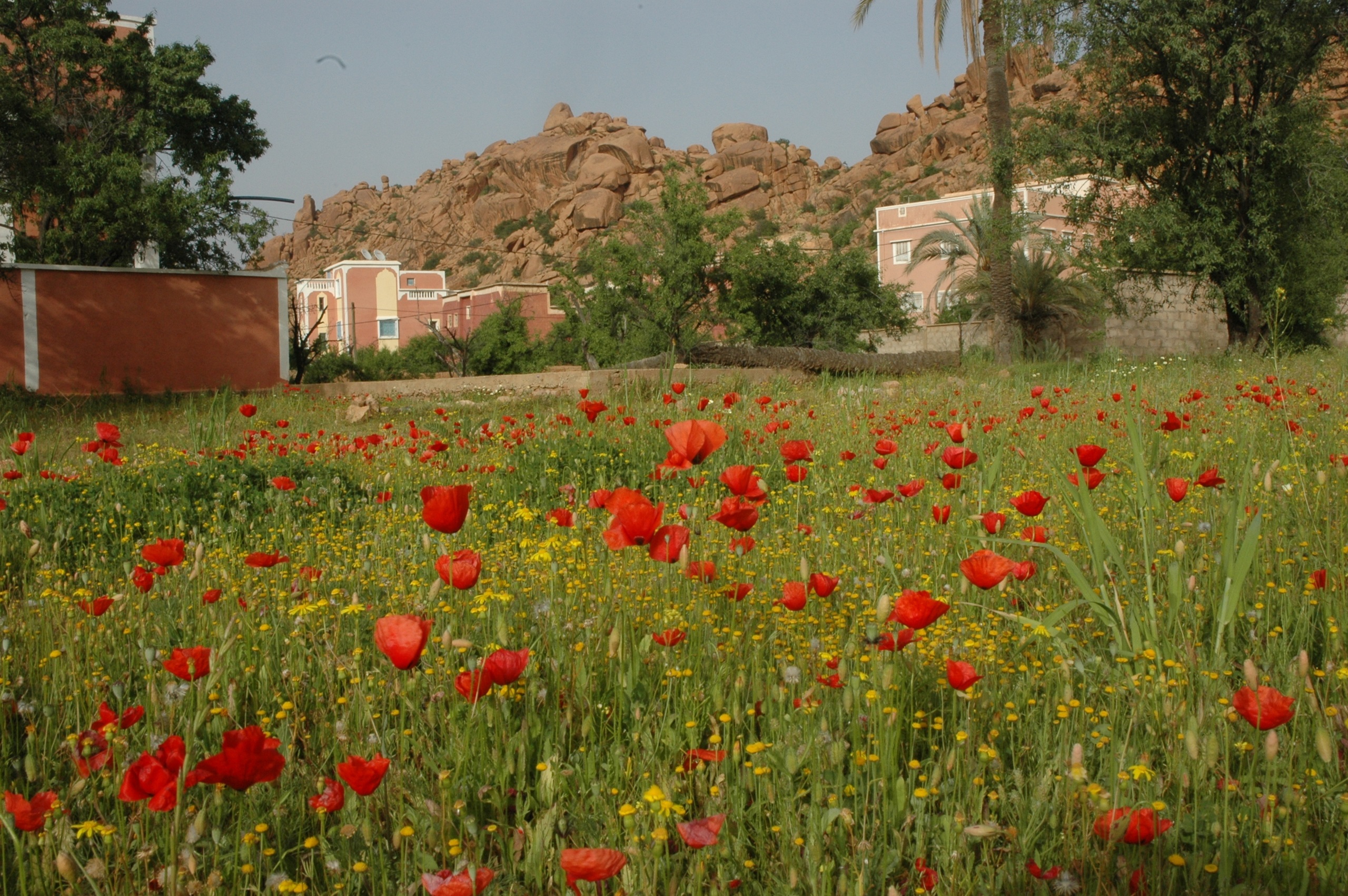 zonnebloemen in de Anti Atlas