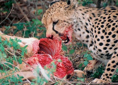 Tanzania safari | rondreis vanuit hotels en luxe lodges | SNP