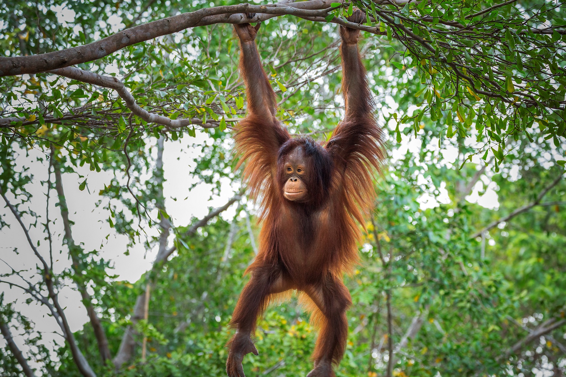 reizen naar Maleisie