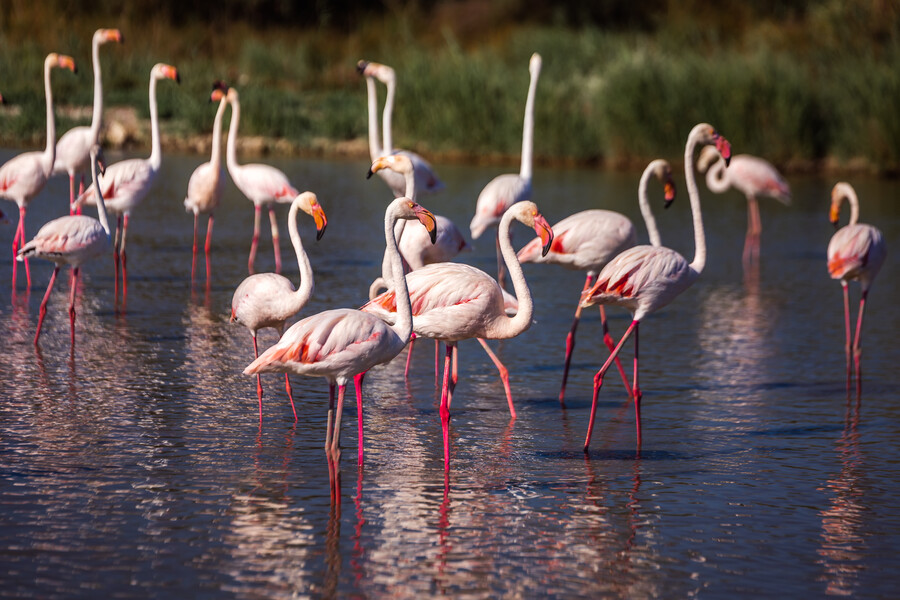 flamingos in het water