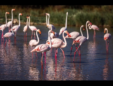 flamingos in het water
