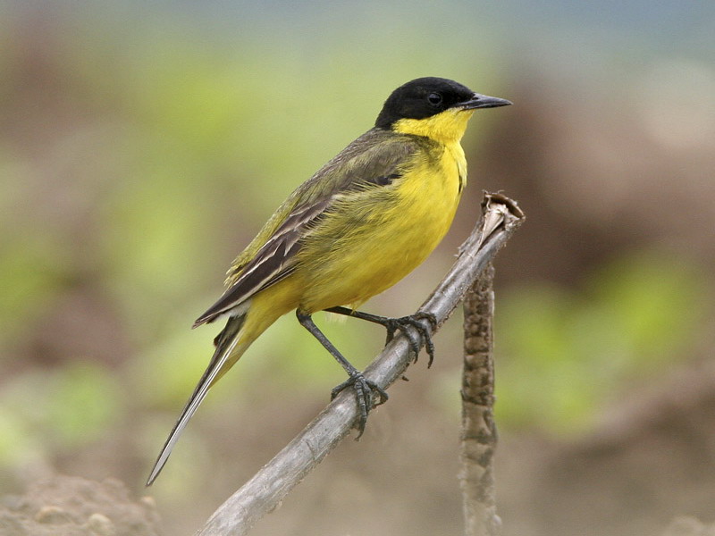 Griekenland - Lesbos