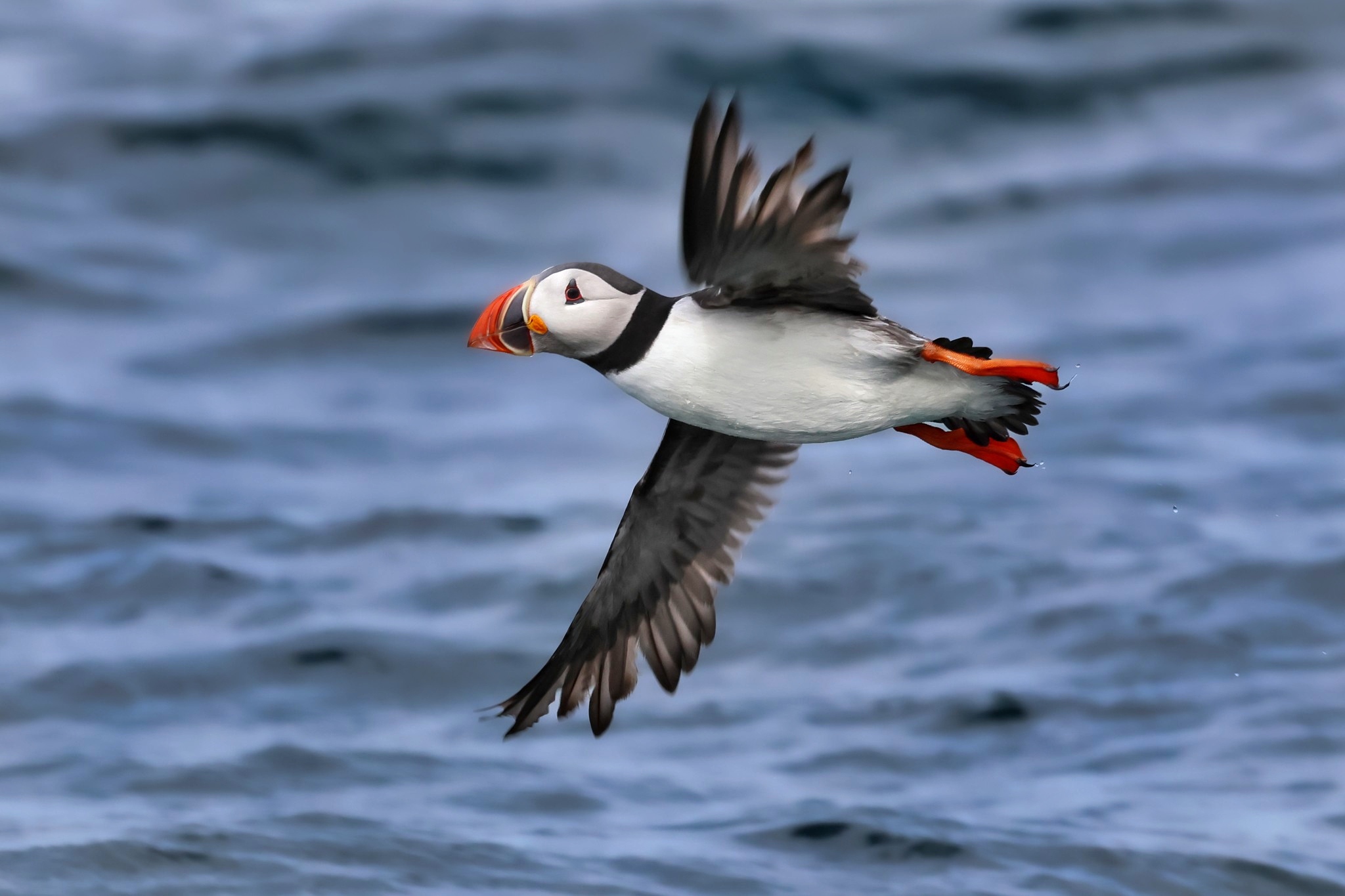 Papegaaiduiker vogelreis Engeland Engelse Noordzeekust