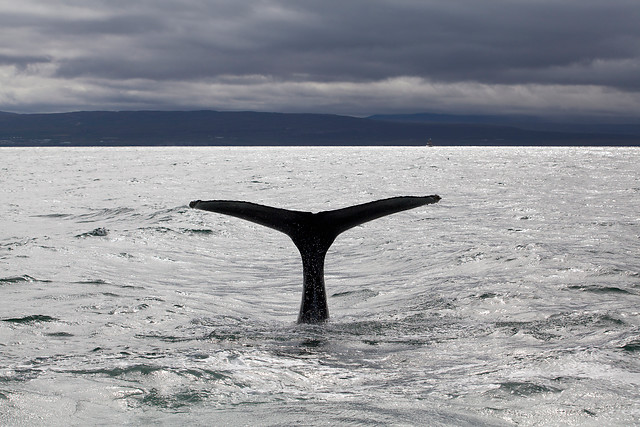humpback-whale.jpg