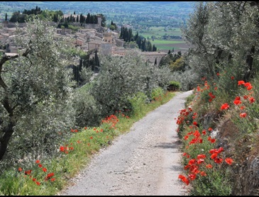spello-aanloop-pad-olijfgaard-klaprozen.jpg