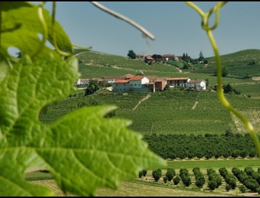 voorjaar-in-de-wijngaarden-van-piemonte.jpg
