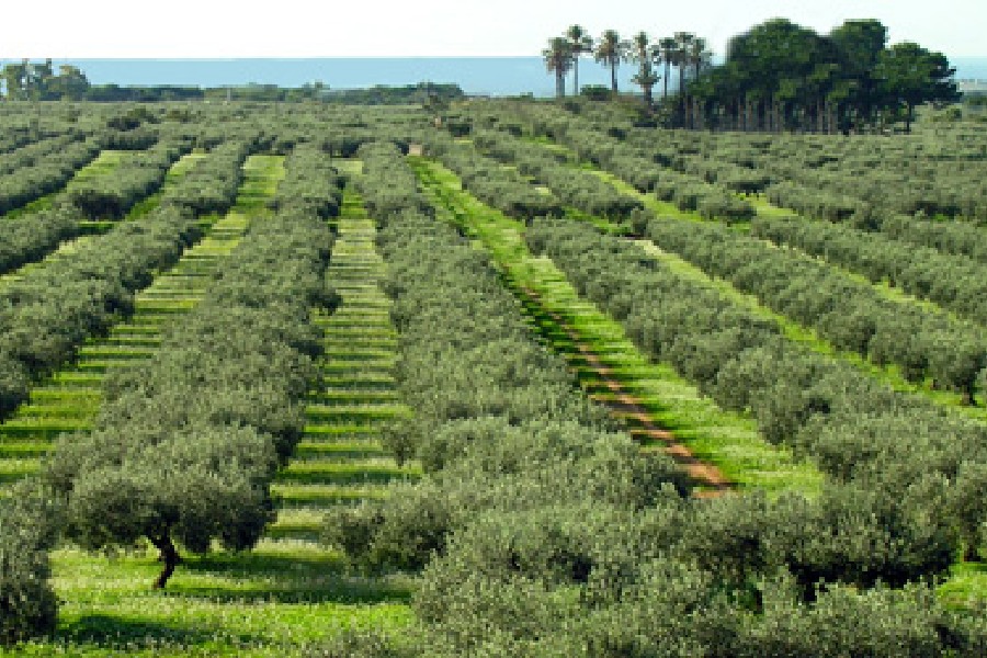 case_di_latomie-tenuta.jpg