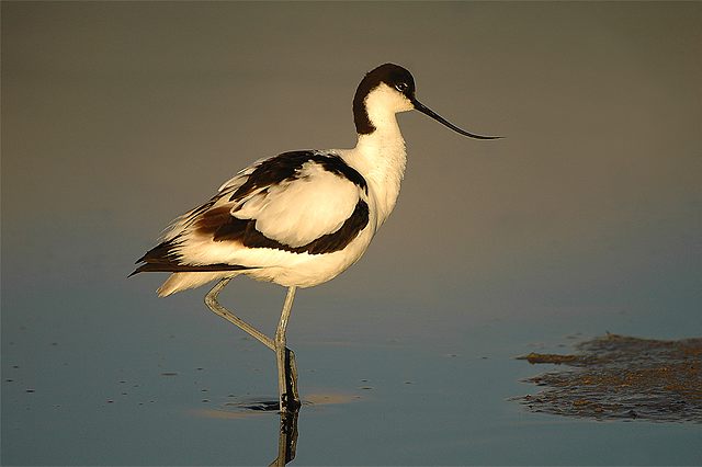 Nederland - Waddeneilanden